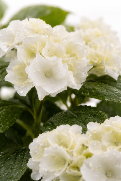 Hydrangea macrophylla Вуду фото